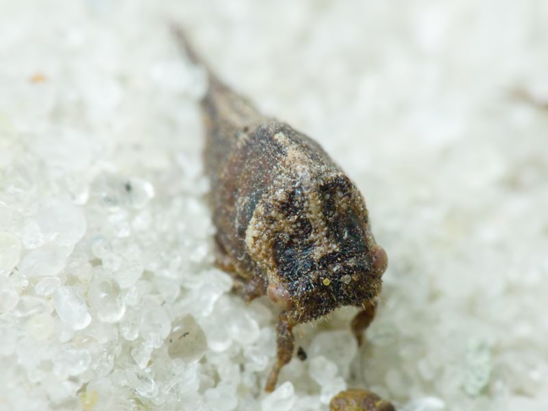 Membracidae